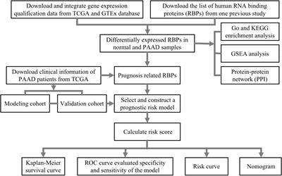 Construction of an RNA-Binding Protein-Related Prognostic Model for Pancreatic Adenocarcinoma Based on TCGA and GTEx Databases